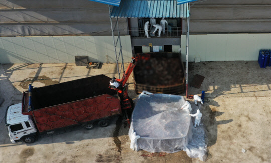 23일 경기도 화성시의 한 산란계 농장에서 예방적 살처분이 진행되고 있다. 조류인플루엔자(AI) 중앙사고수습본부는 22일 경기 화성 산란계 2개 농장에서 고병원성 AI 의심 사례가 발생했다고 밝혔다. <연합뉴스>